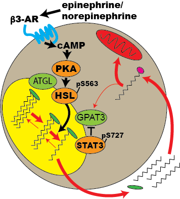 STAT3