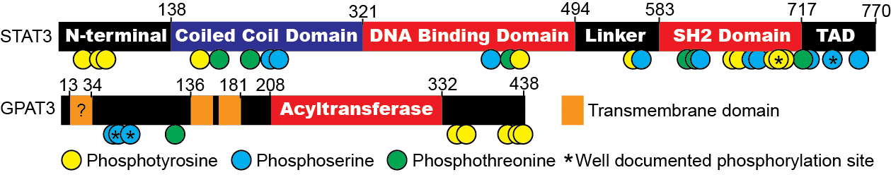STAT3 GPAT3
