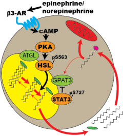 STAT3